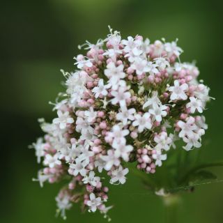 Baldrianwurzelextrakt